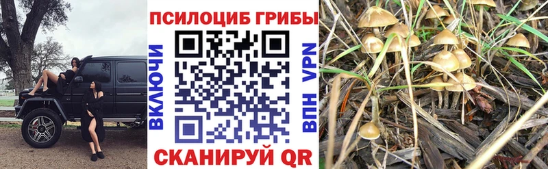 купить наркотик  Краснодар  Псилоцибиновые грибы мицелий 